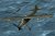 1/35 Fieseler Fi-156U Storch